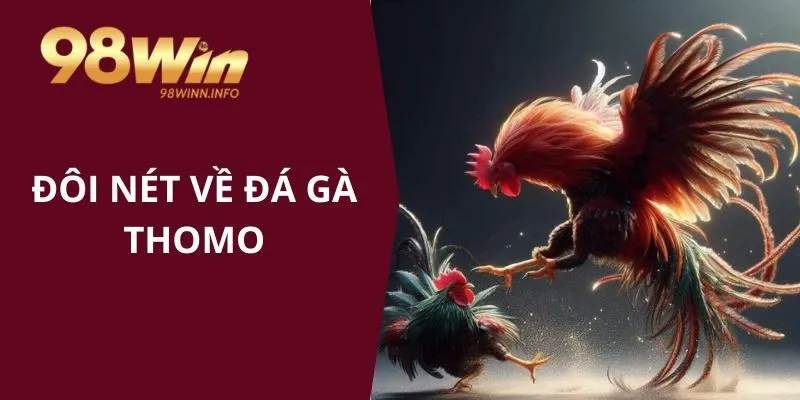 Đôi nét về đá gà Thomo