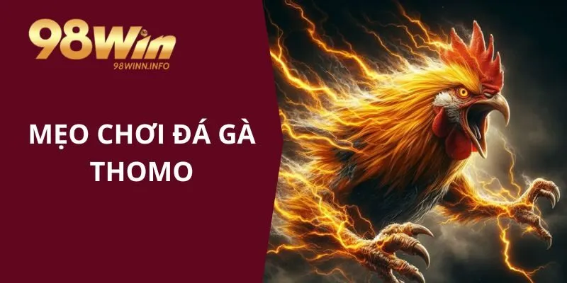 Mẹo chơi đá gà Thomo luôn thắng lớn từ kê thủ